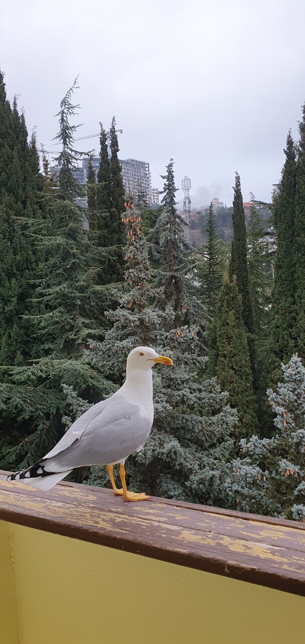 Санаторий Славутич Алушта-178