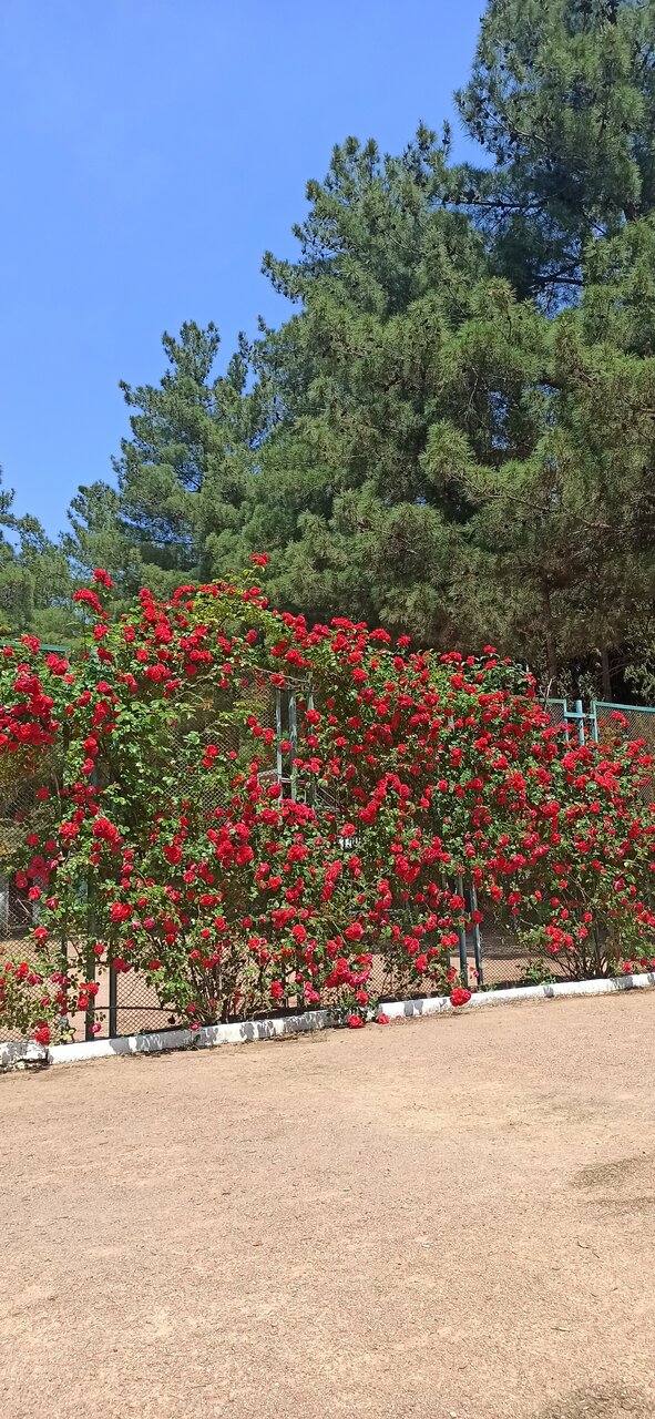 Санаторий Славутич Алушта-216