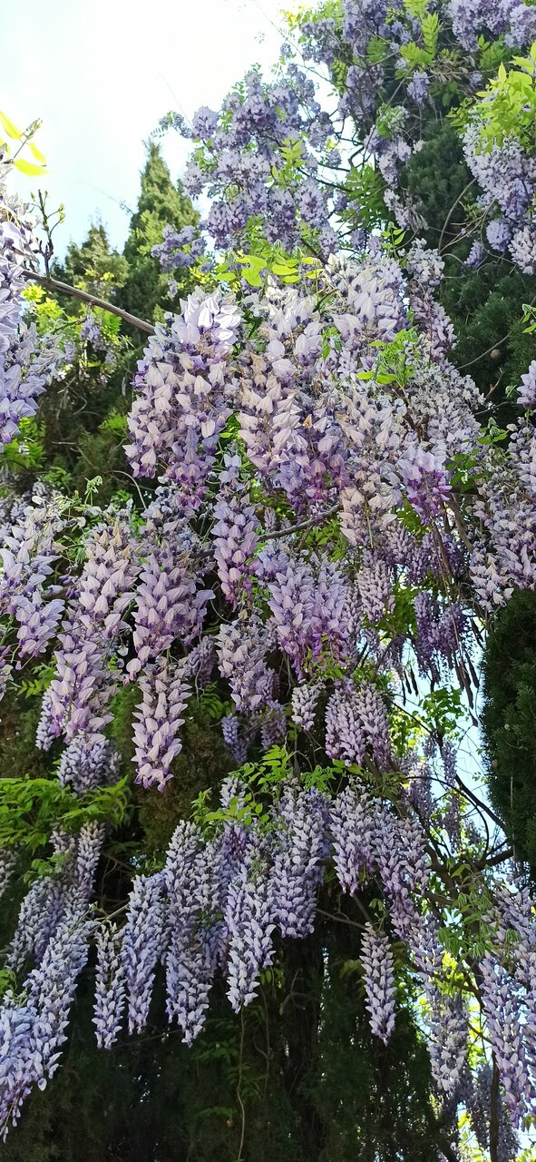 Санаторий Славутич Алушта-217