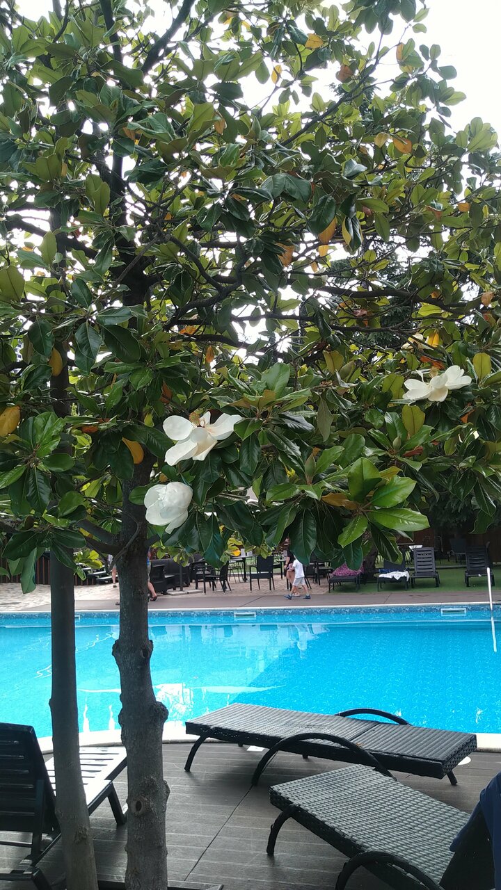 Санаторий Славутич Алушта-229