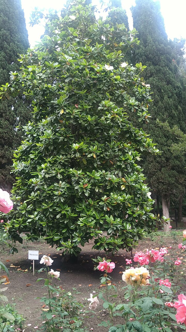 Санаторий Славутич Алушта-223