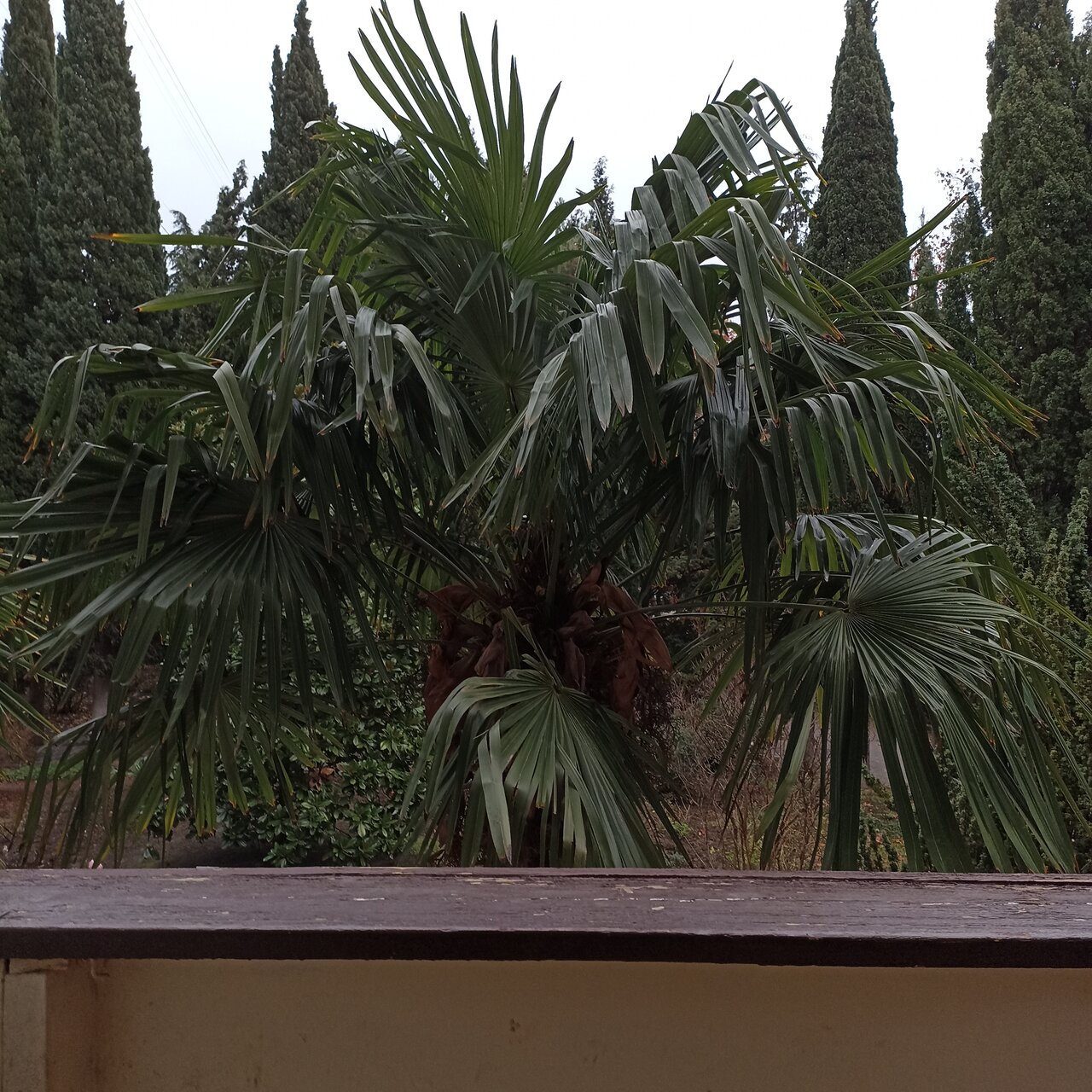 Санаторий Славутич Алушта-181