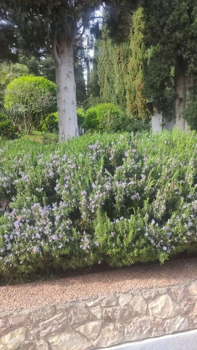 Санаторий Славутич Алушта-195