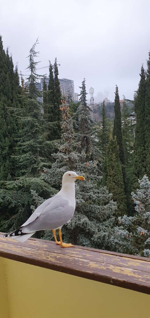 Санаторий Славутич Алушта-177