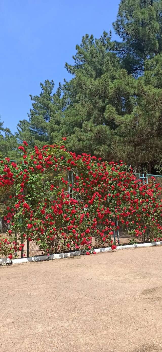 Санаторий Славутич Алушта-215