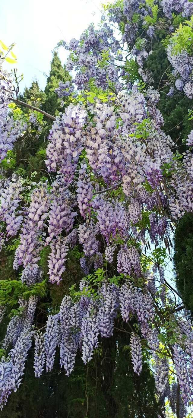 Санаторий Славутич Алушта-216